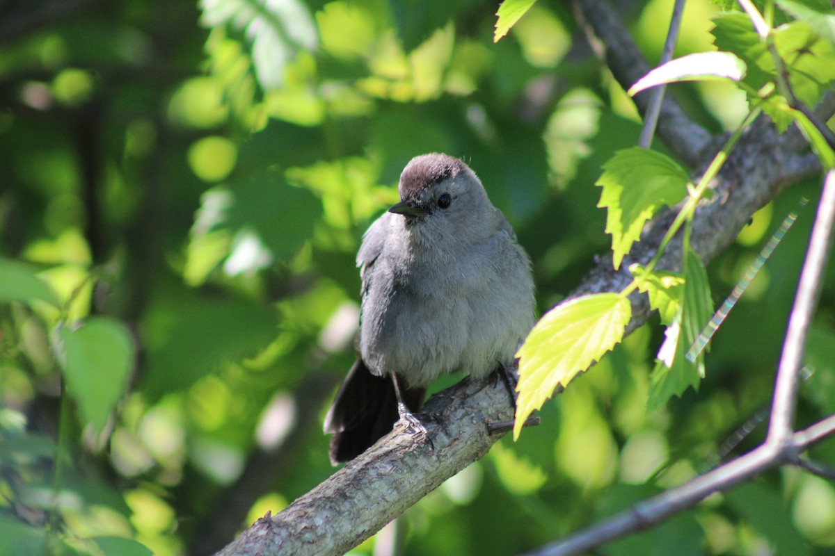 Gray Catbird - ML659347748