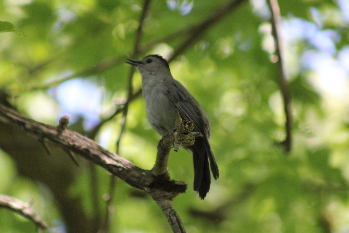 Gray Catbird - ML659347749