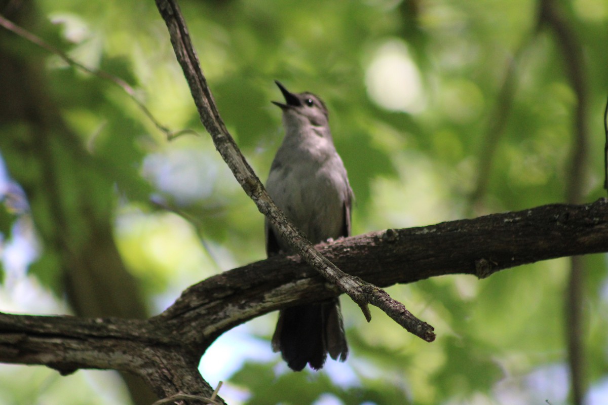 Gray Catbird - ML659347750