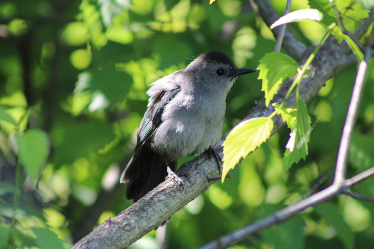 Gray Catbird - ML659347751