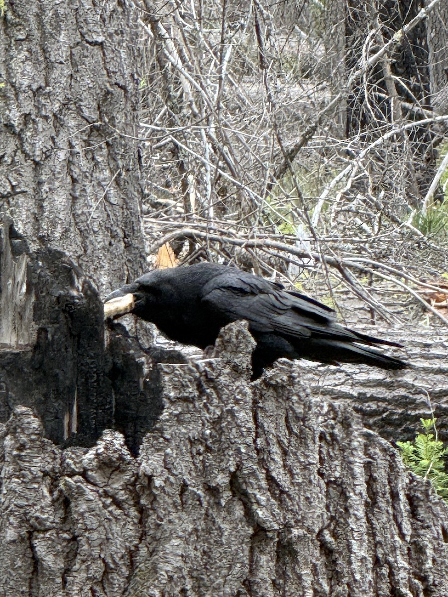 Common Raven - ML659347956