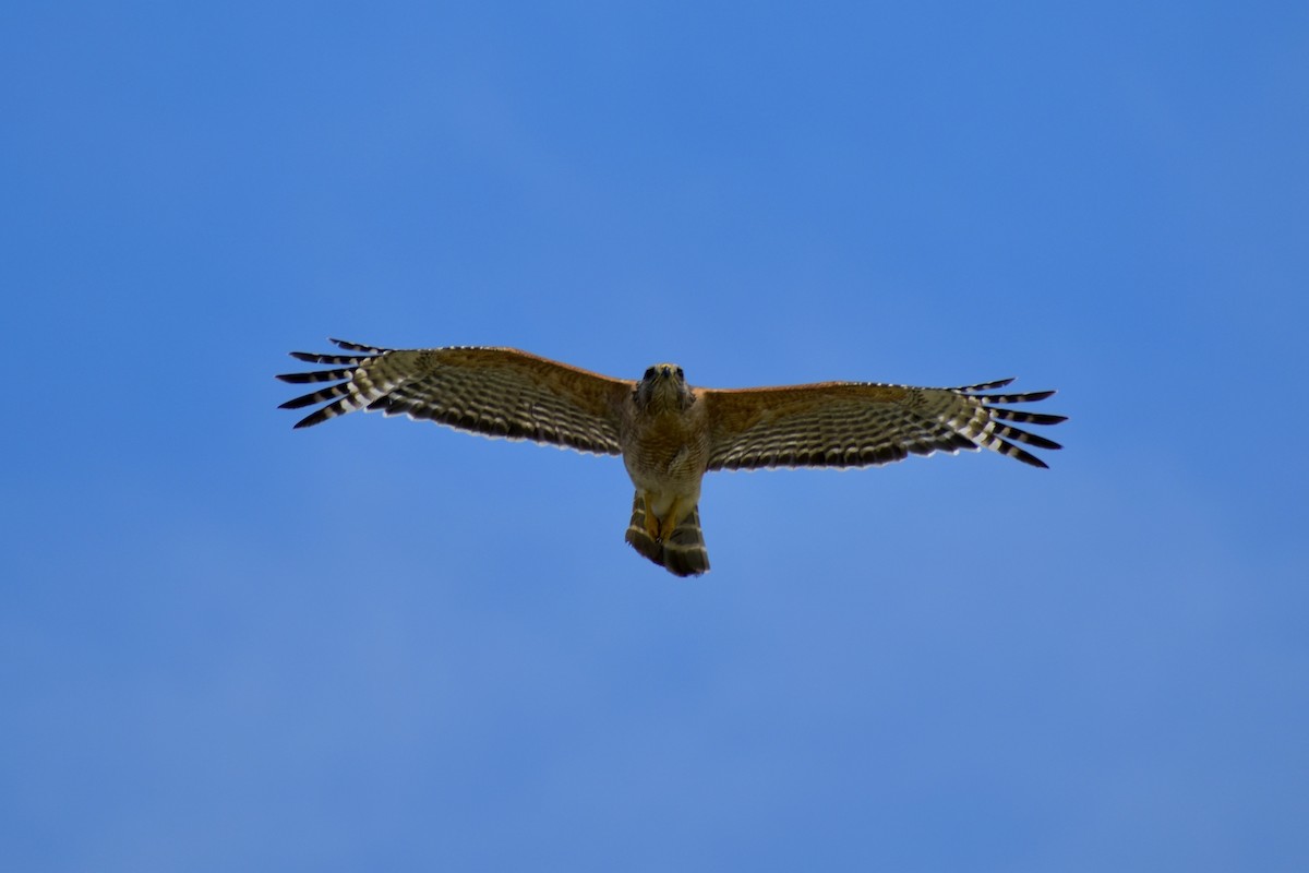 Red-shouldered Hawk - ML659347965