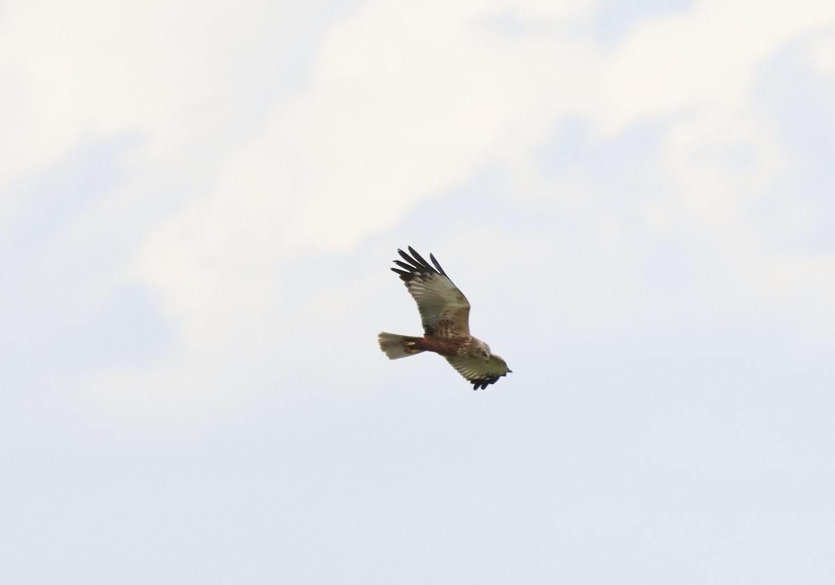 Western Marsh Harrier - ML659348002