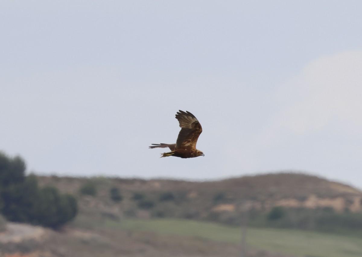 Western Marsh Harrier - ML659348003