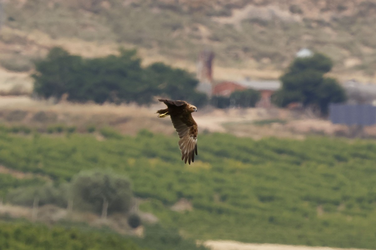 Western Marsh Harrier - ML659348005