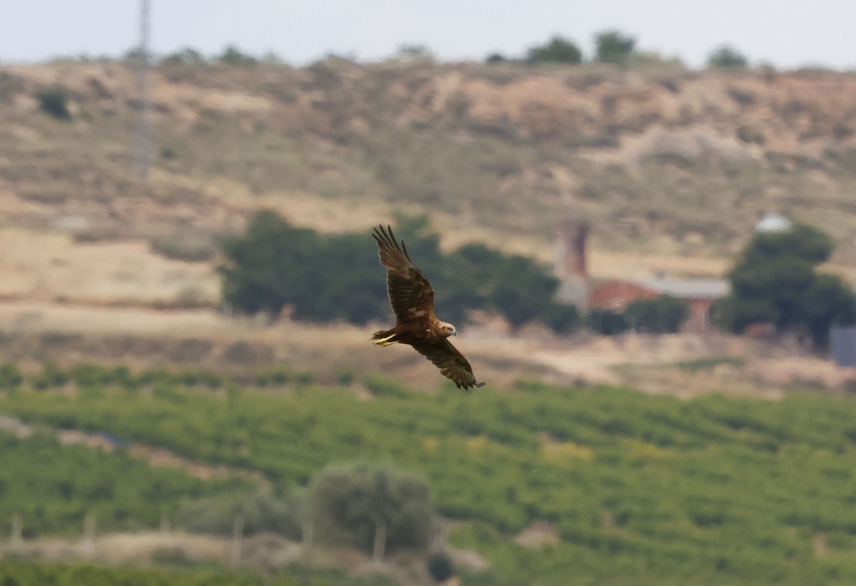 Western Marsh Harrier - ML659348006