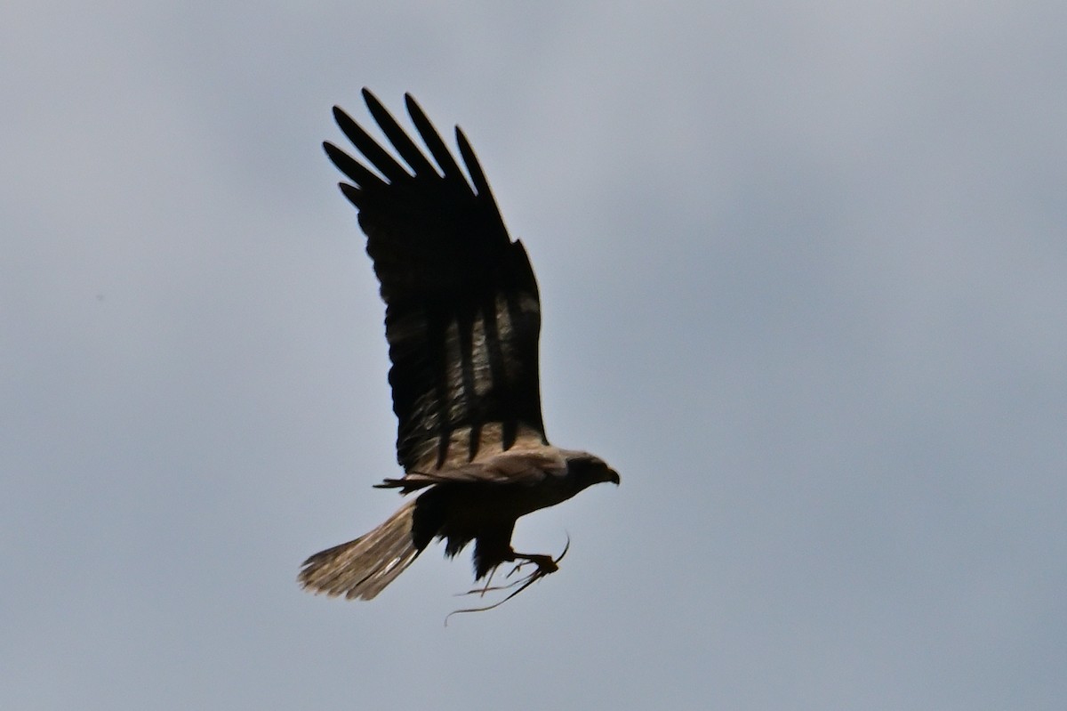 Black Kite - ML659348008