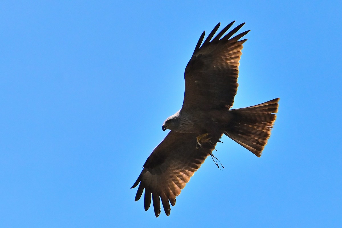 Black Kite - ML659348009