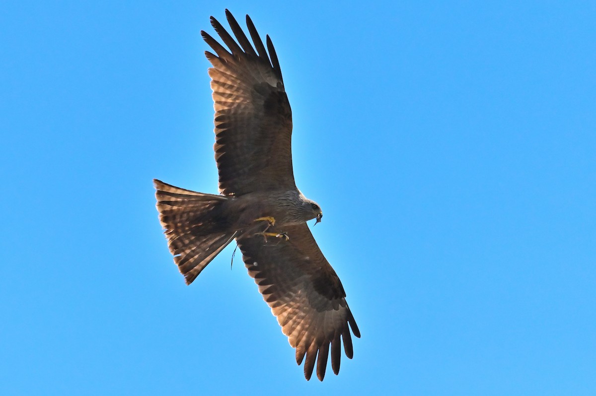 Black Kite - ML659348010