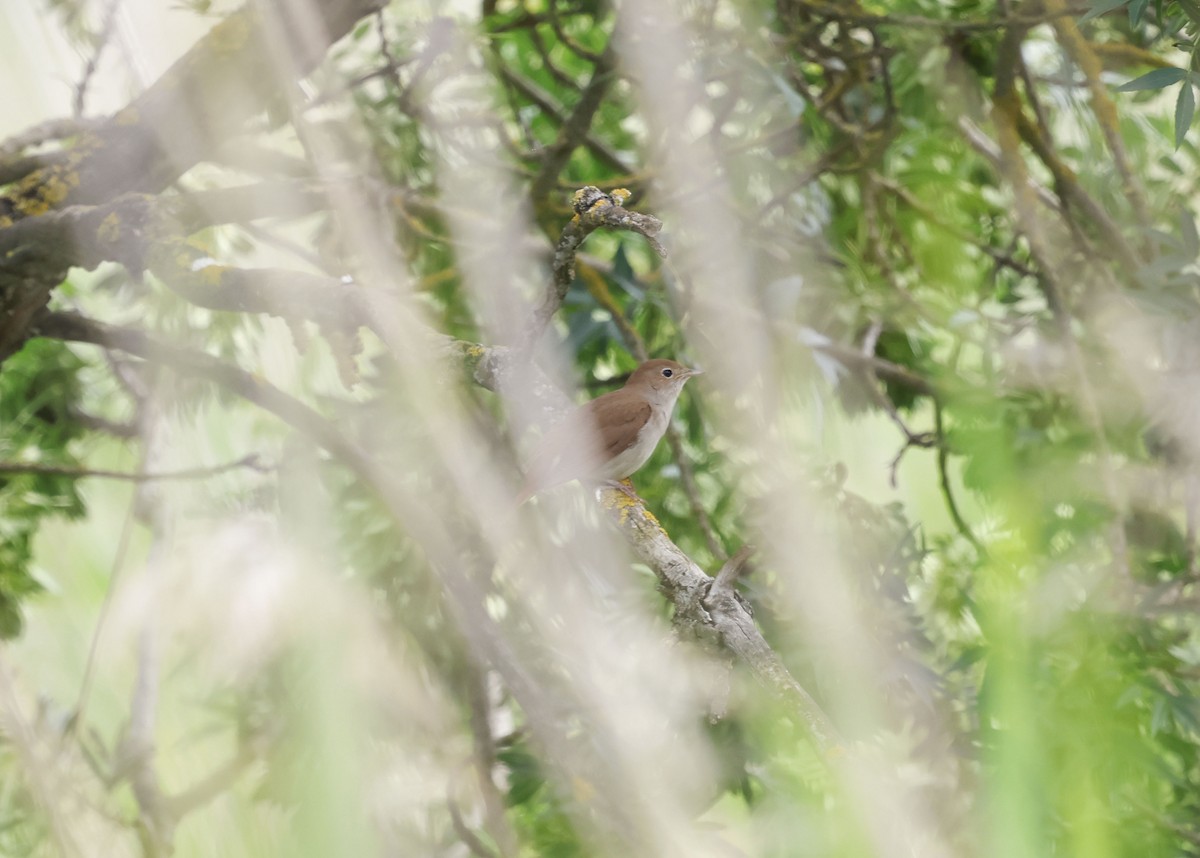 Common Nightingale - ML659348024