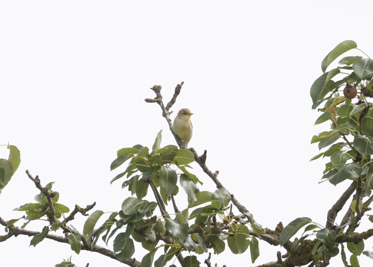 Melodious Warbler - ML659348082