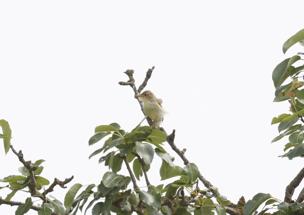 Melodious Warbler - ML659348083