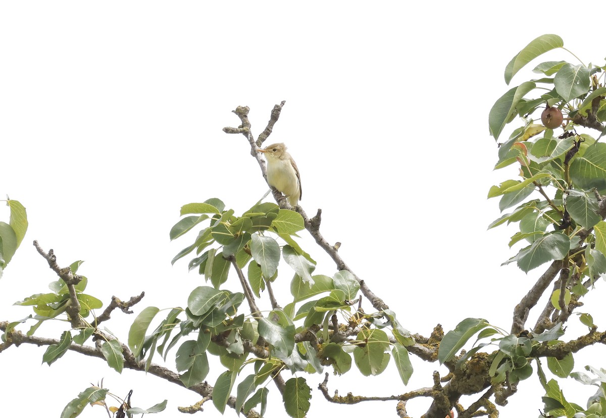 Melodious Warbler - ML659348084