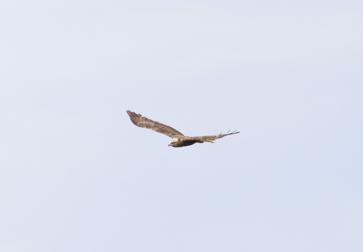 Western Marsh Harrier - ML659348251