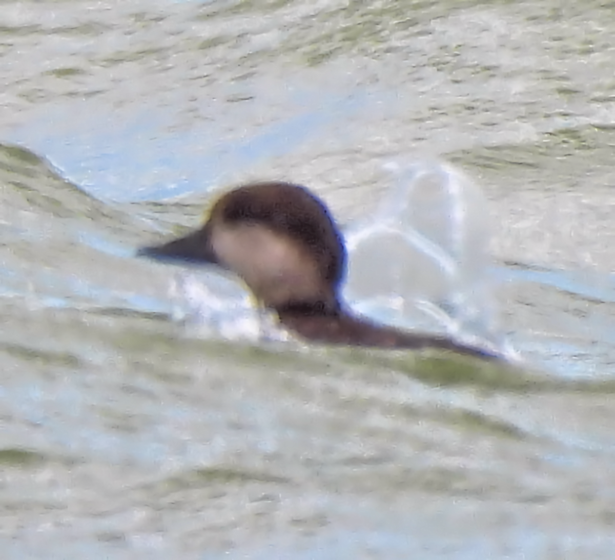 Black Scoter - ML659348273
