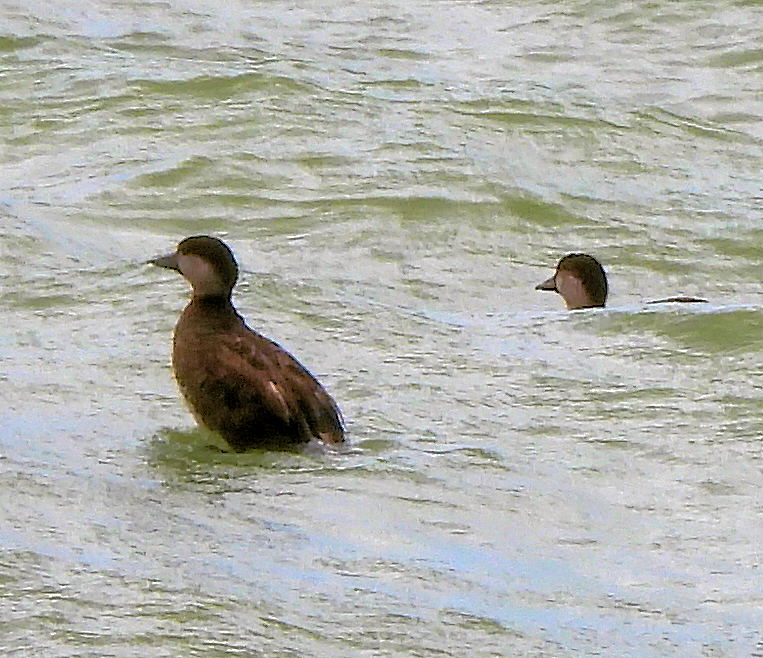 Black Scoter - ML659348280
