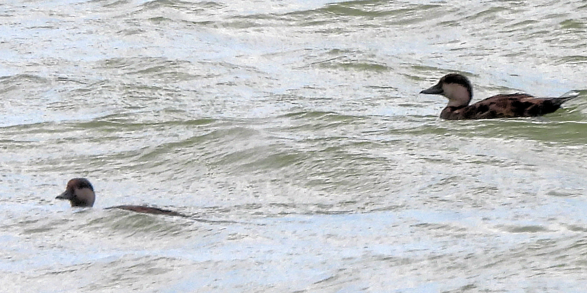 Black Scoter - ML659348288