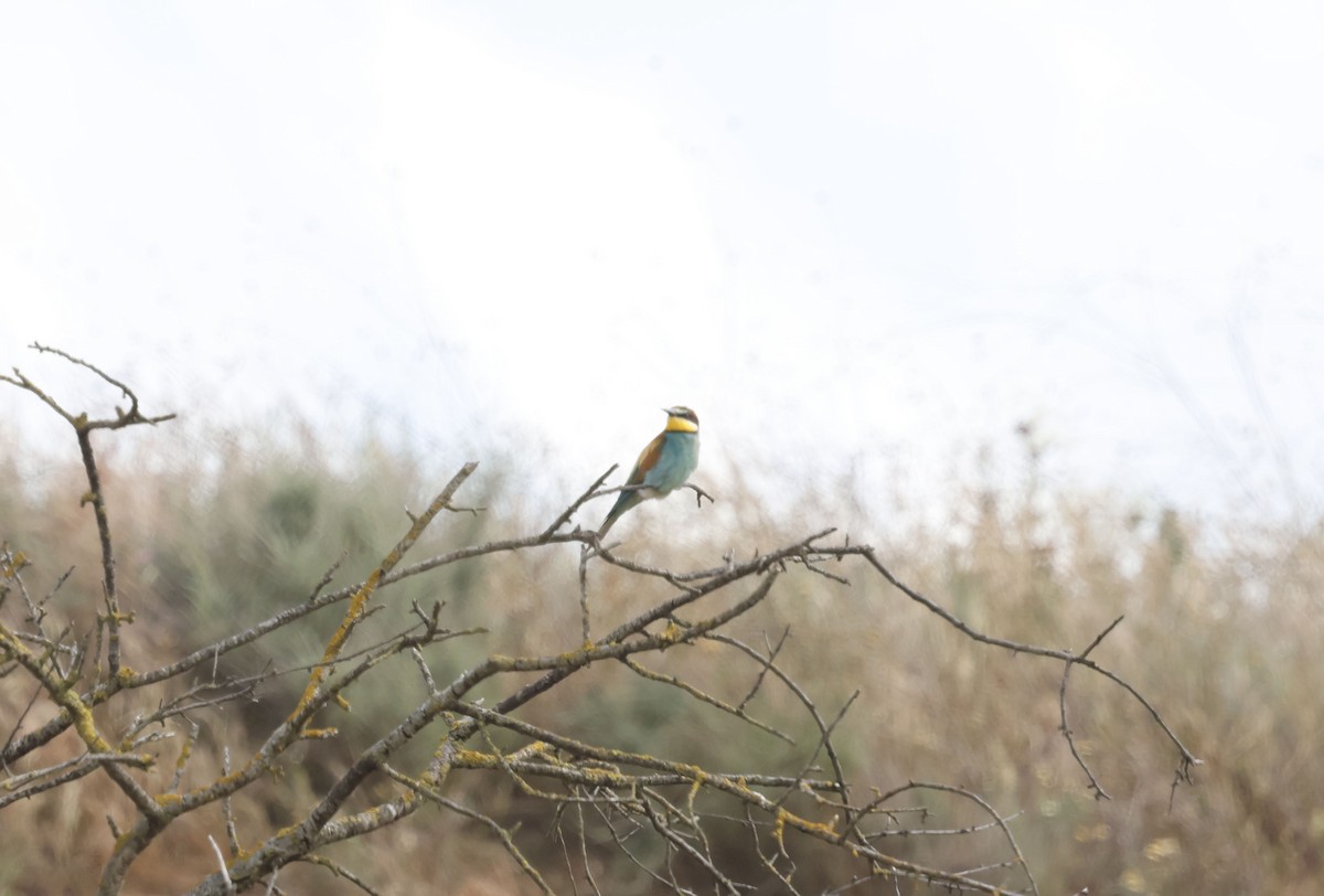 European Bee-eater - ML659348290