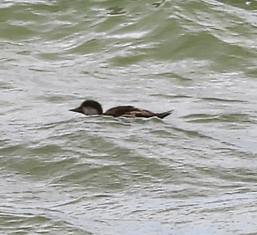 Black Scoter - ML659348304