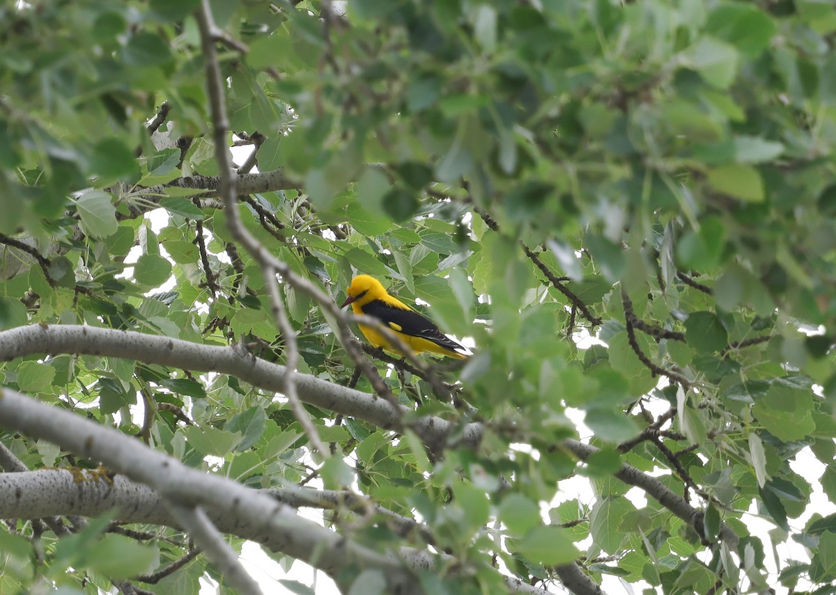 Eurasian Golden Oriole - ML659348386