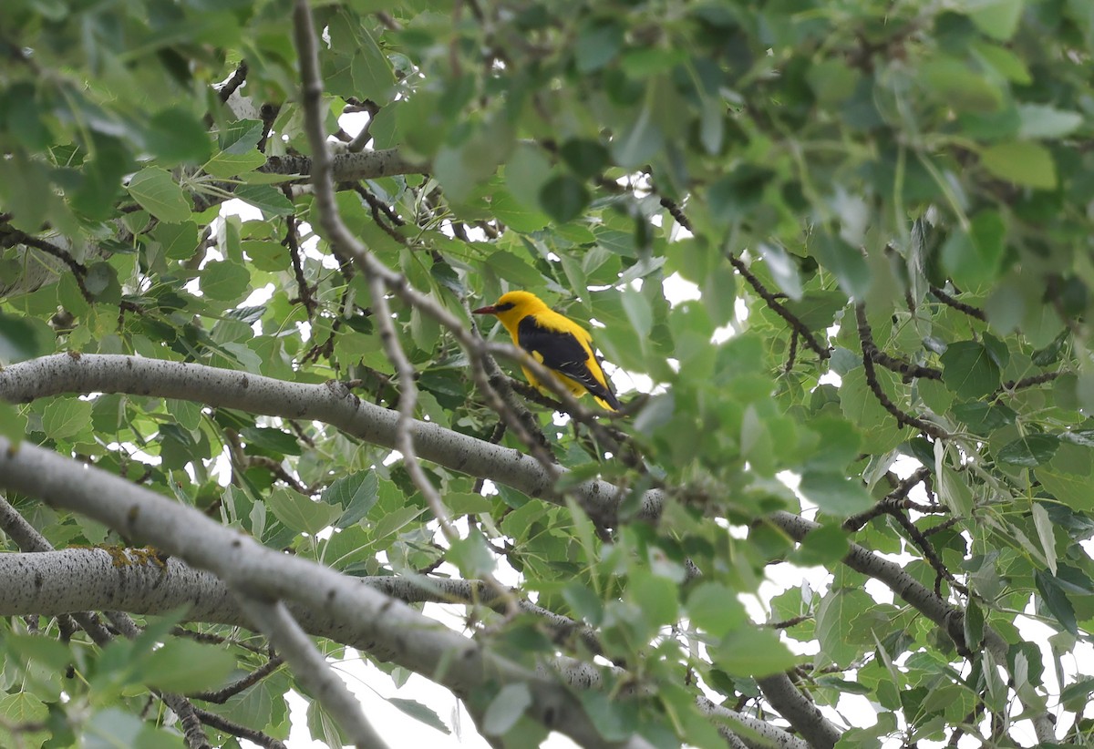 Eurasian Golden Oriole - ML659348387