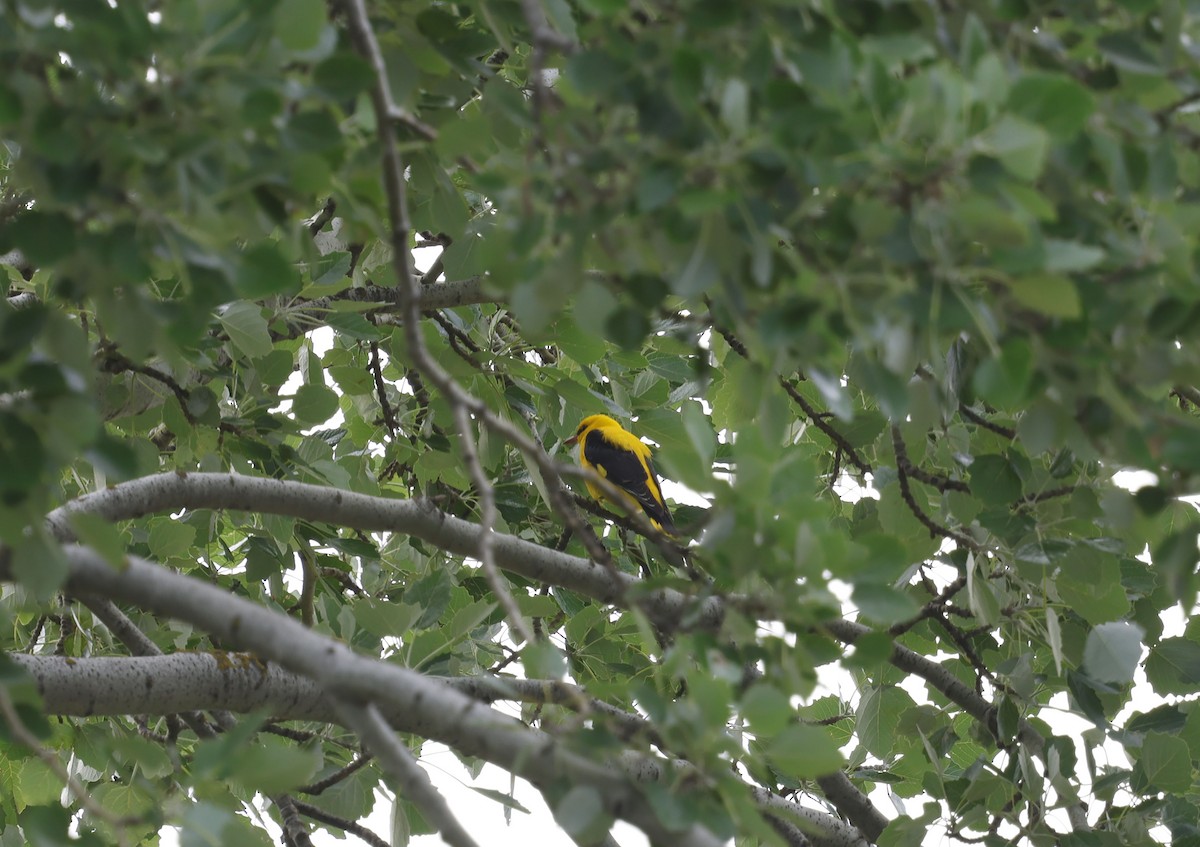 Eurasian Golden Oriole - ML659348388