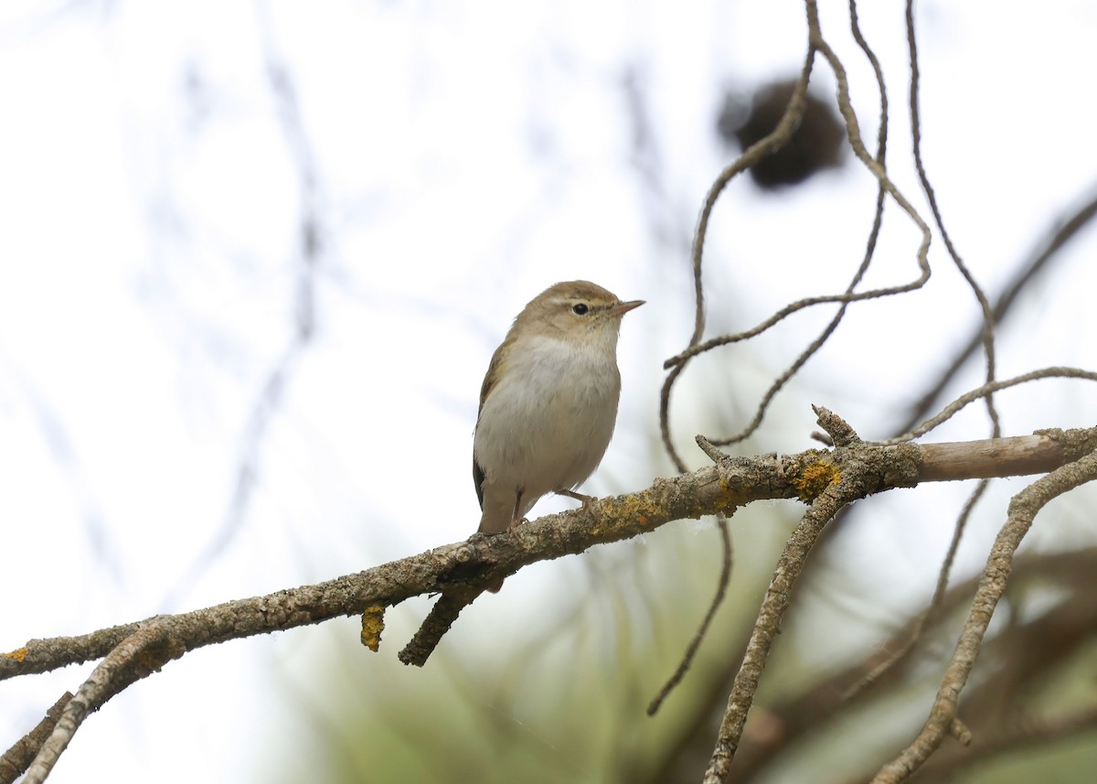 Western Bonelli's Warbler - ML659348400