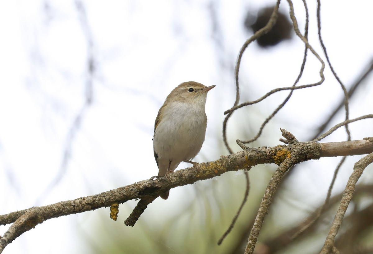 Western Bonelli's Warbler - ML659348401