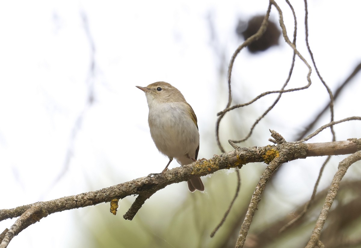 Western Bonelli's Warbler - ML659348402