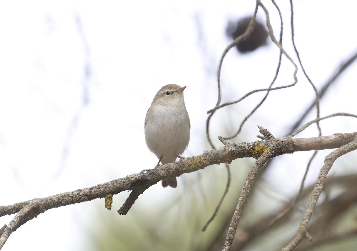Western Bonelli's Warbler - ML659348403
