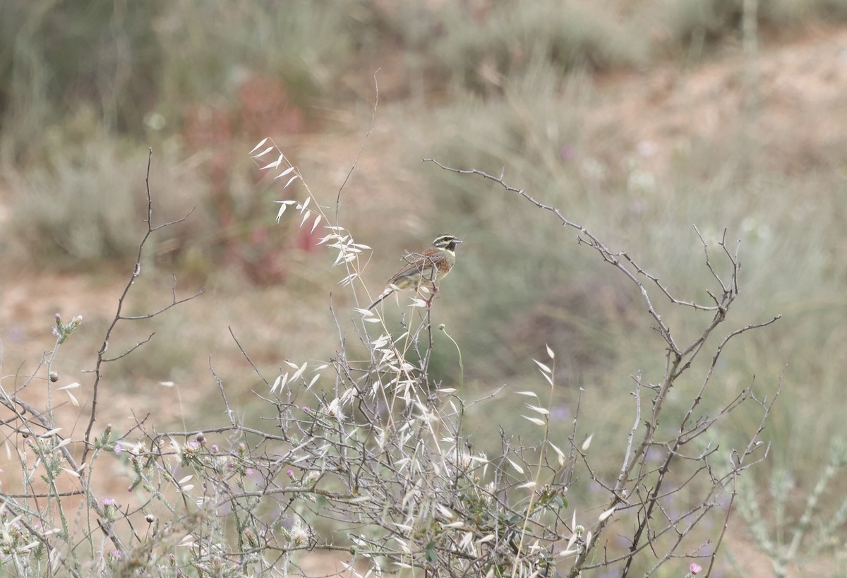 Cirl Bunting - ML659348441