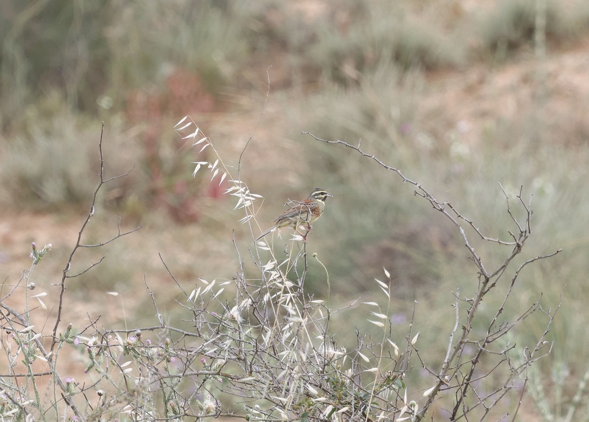 Cirl Bunting - ML659348442
