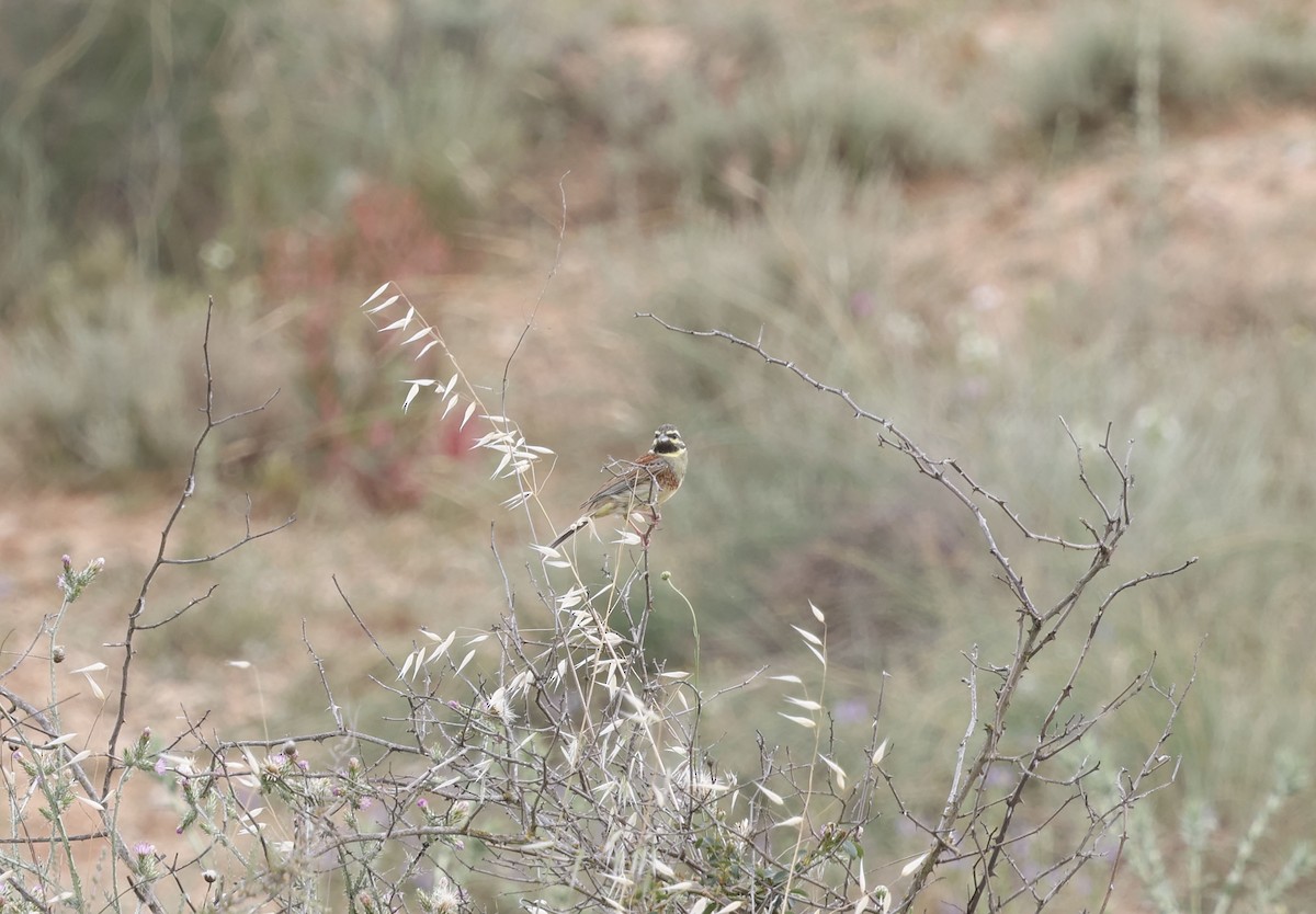 Cirl Bunting - ML659348443