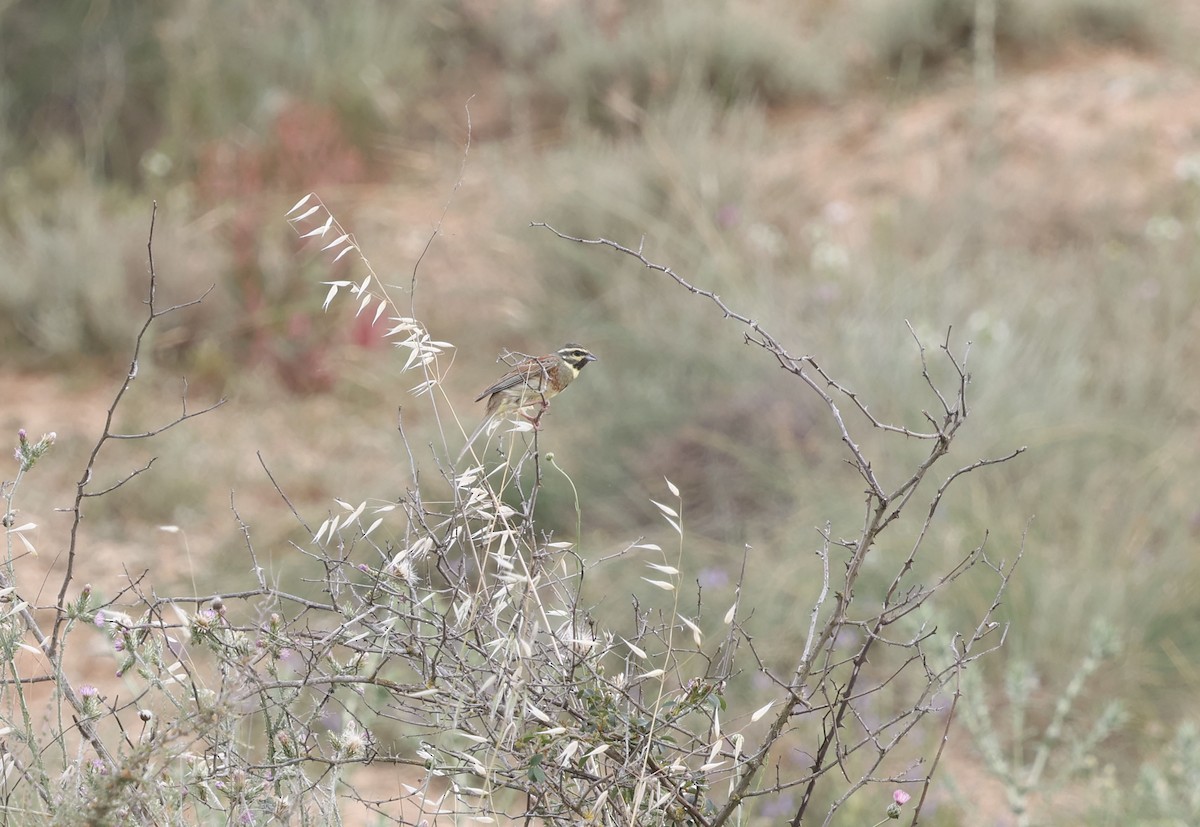 Cirl Bunting - ML659348444