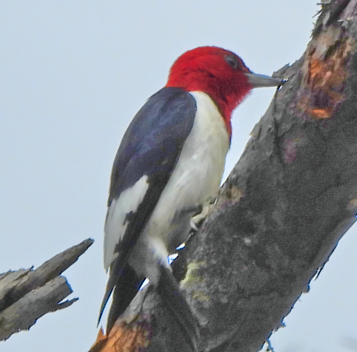 Red-headed Woodpecker - ML659348742