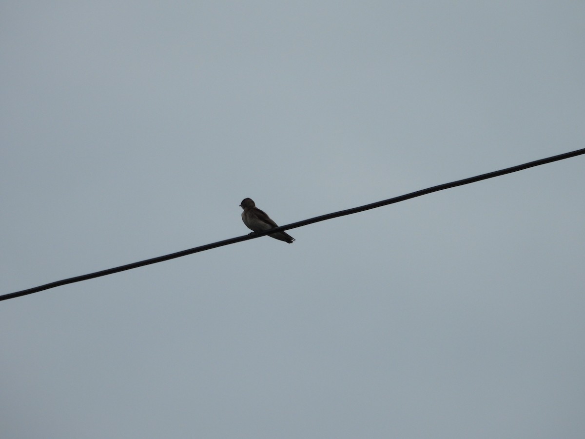 Golondrina Aserrada - ML659348977