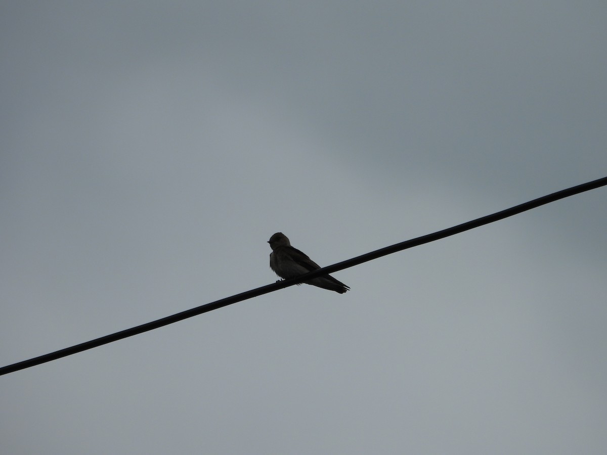 Golondrina Aserrada - ML659348995