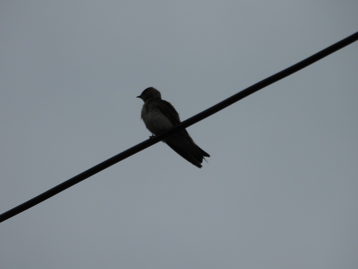 Golondrina Aserrada - ML659349024