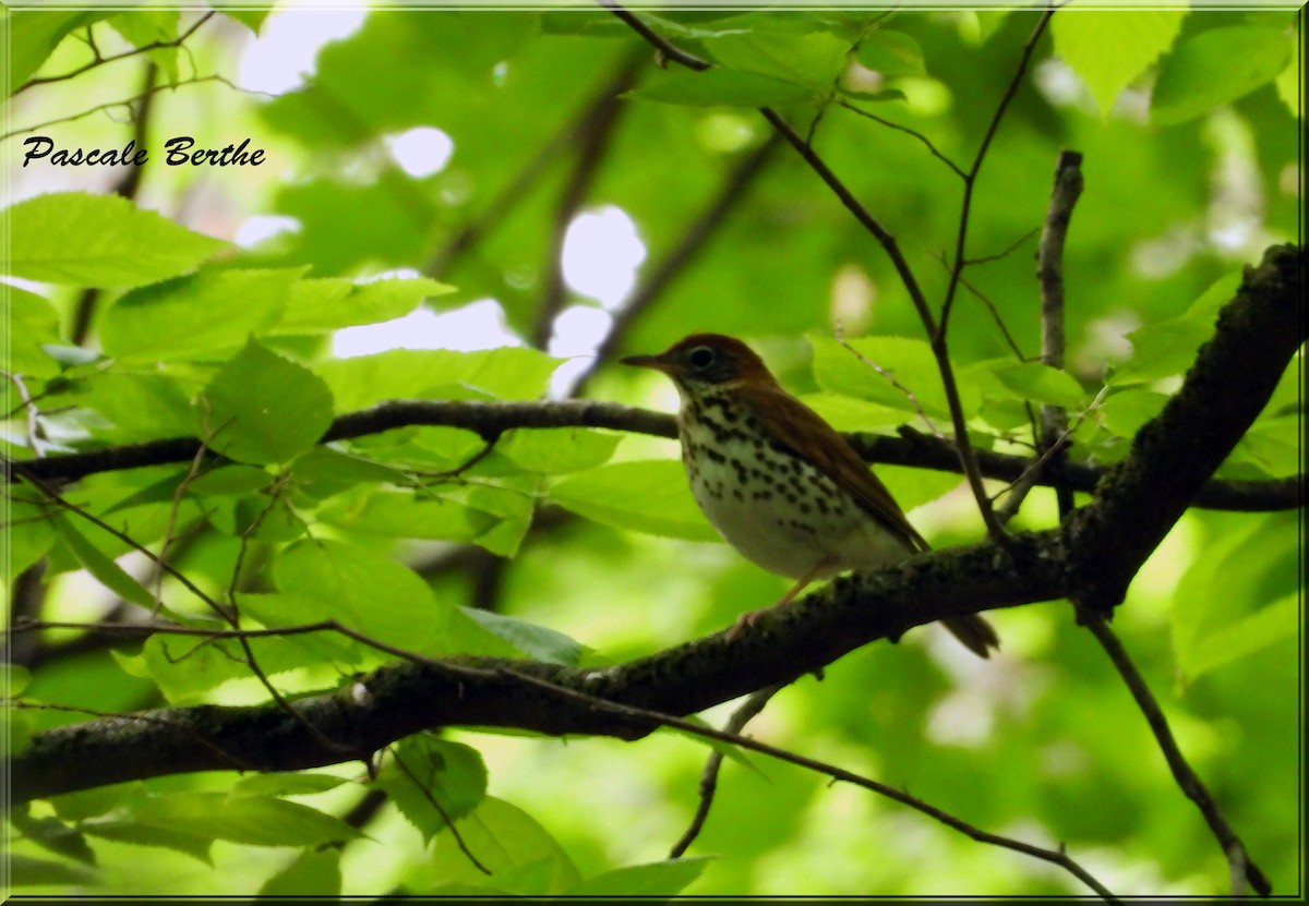 Wood Thrush - ML659349240