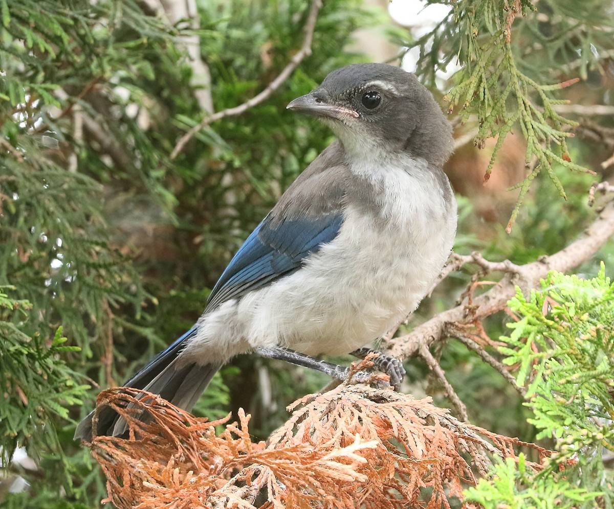 California Scrub-Jay - ML659349264