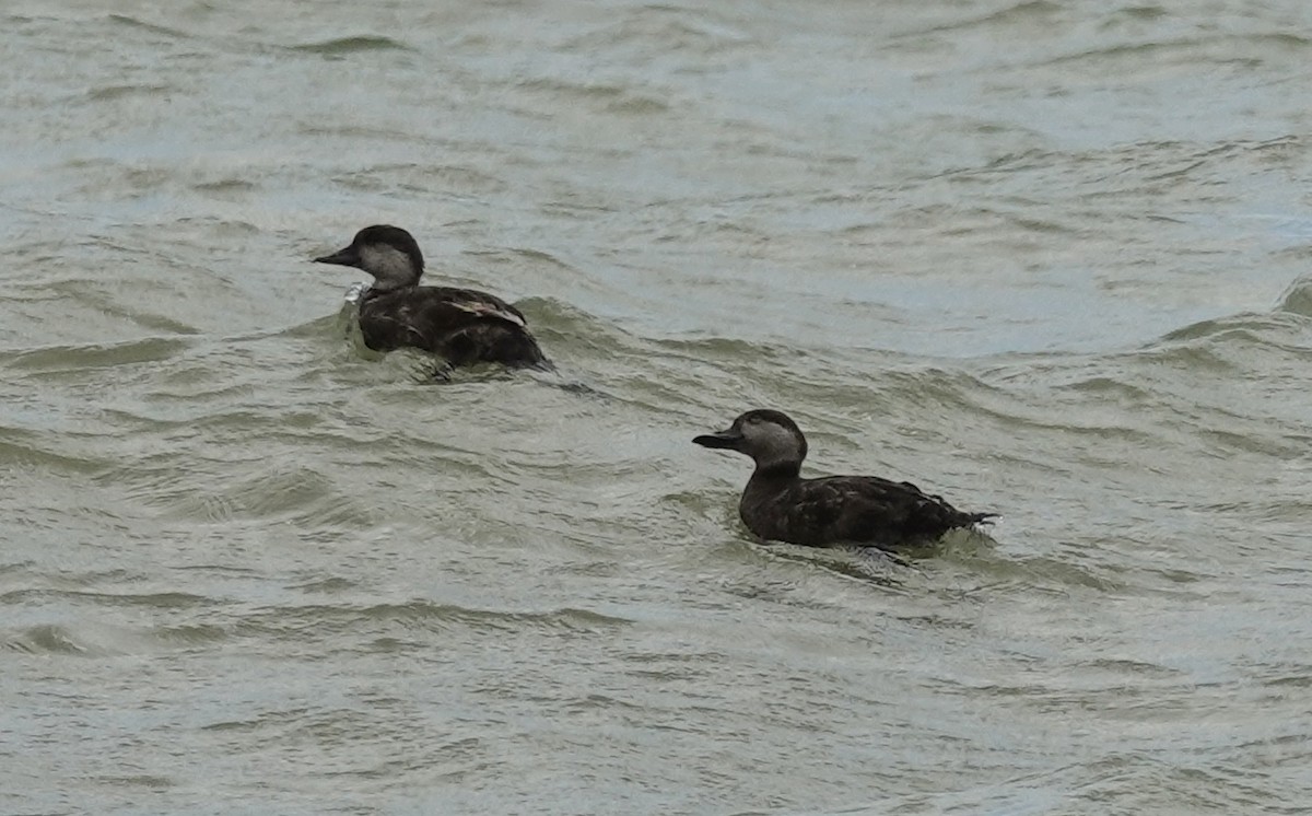 Black Scoter - ML659349280