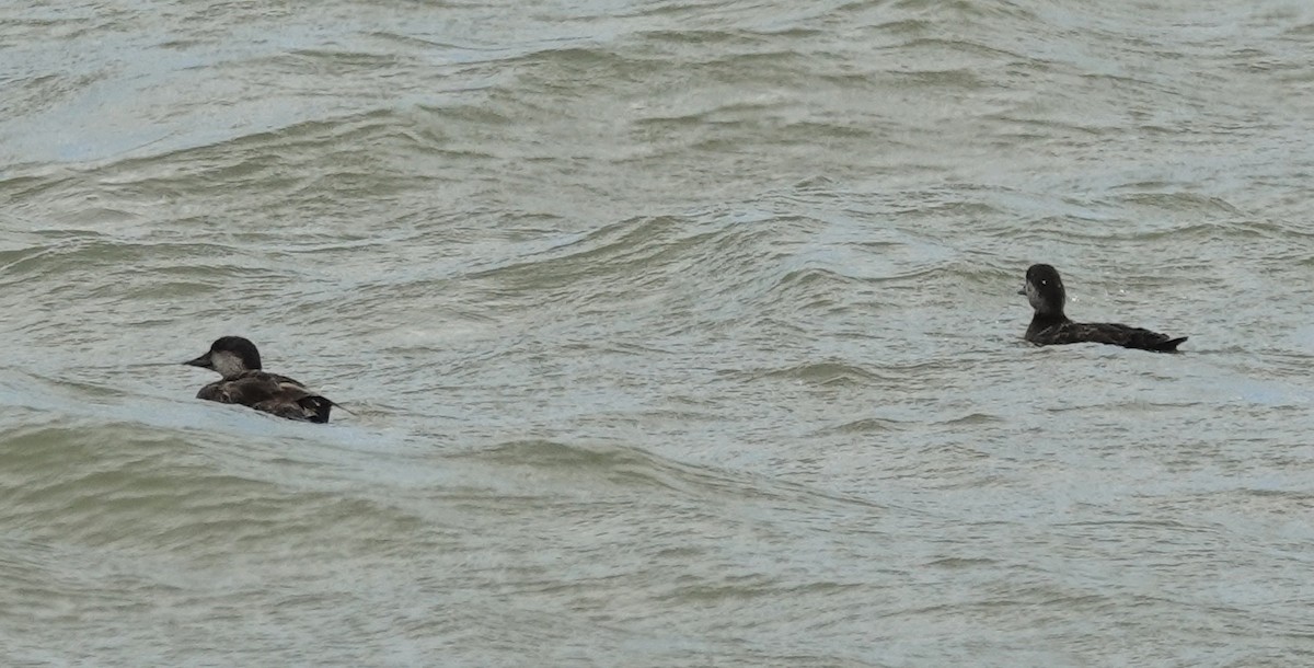 Black Scoter - ML659349281