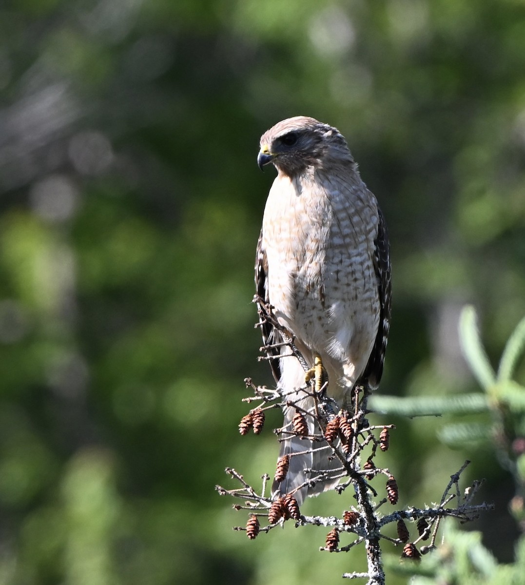 Red-shouldered Hawk - ML659349483