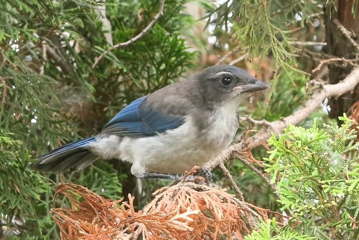 California Scrub-Jay - ML659349538