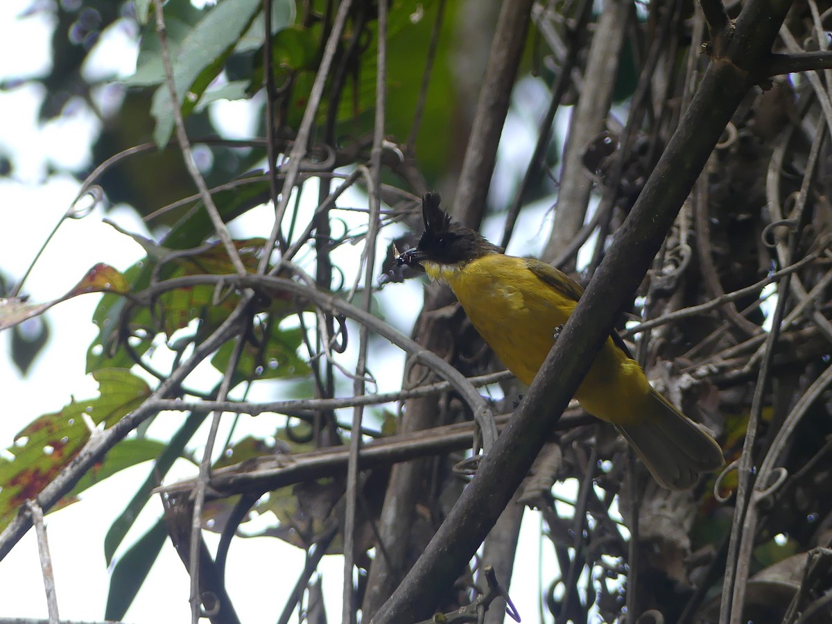 Borneobülbül - ML659349539