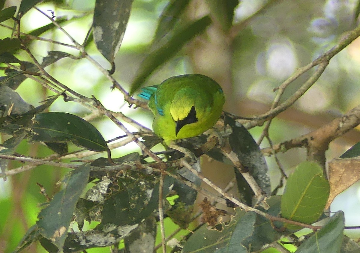 Borneoblattvogel - ML659349679