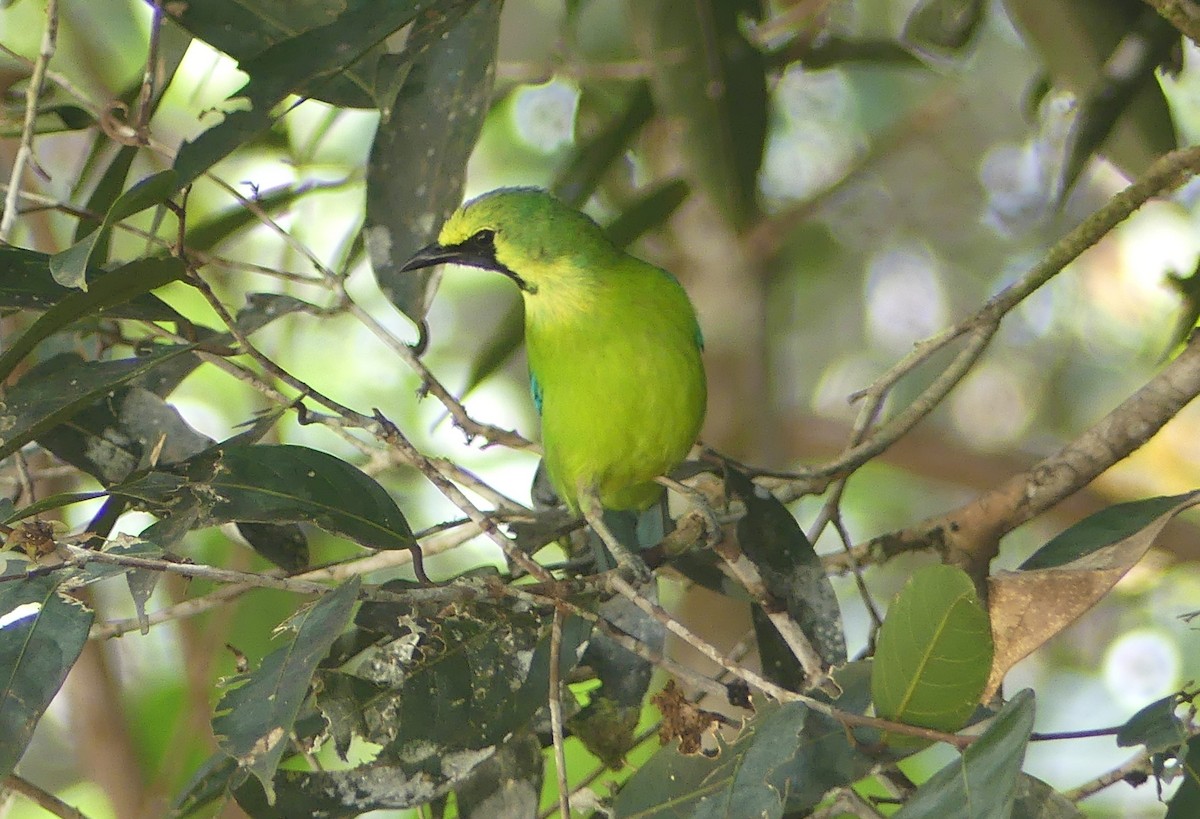 Borneoblattvogel - ML659349781