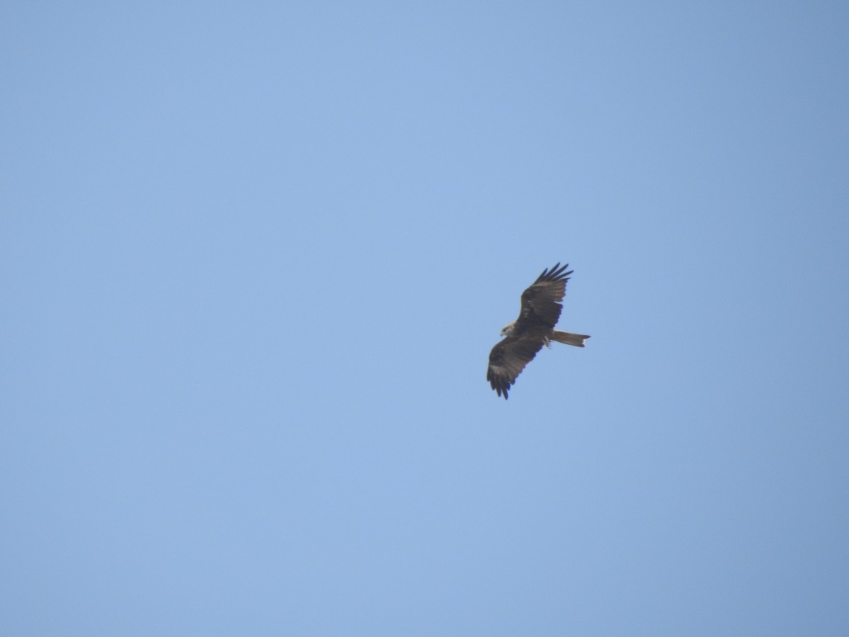 Black Kite - ML659349808