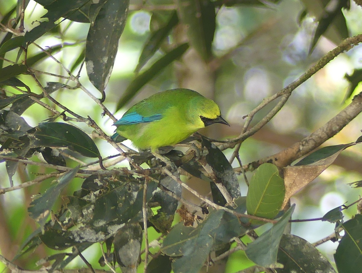 Borneoblattvogel - ML659349821