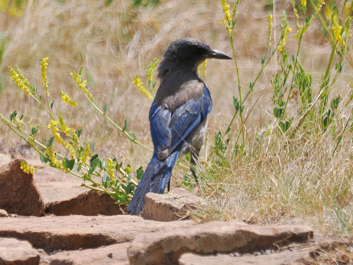 Woodhouse's Scrub-Jay - ML659350086